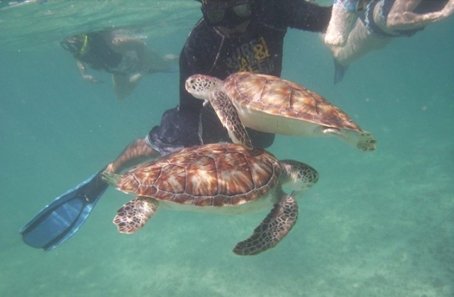  equipamento de mergulho com snorkel 
